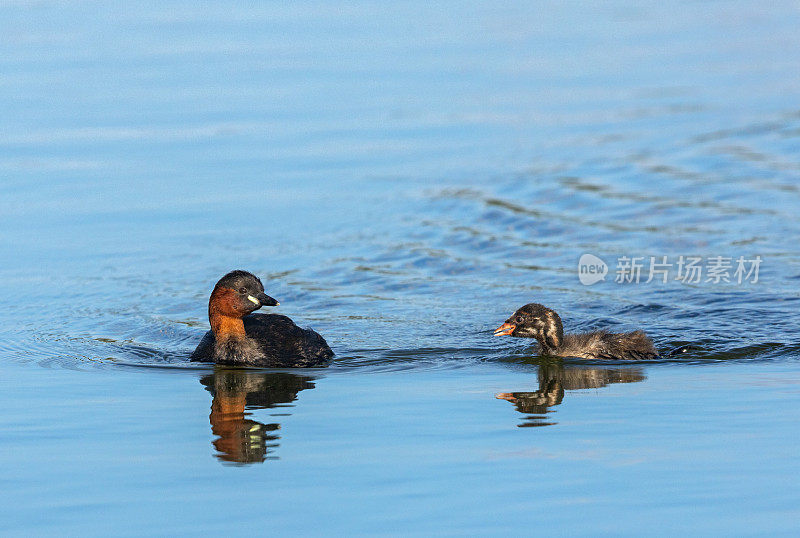 两只会游泳的小䴙䴘(学名:Tachybaptus ruficollis)